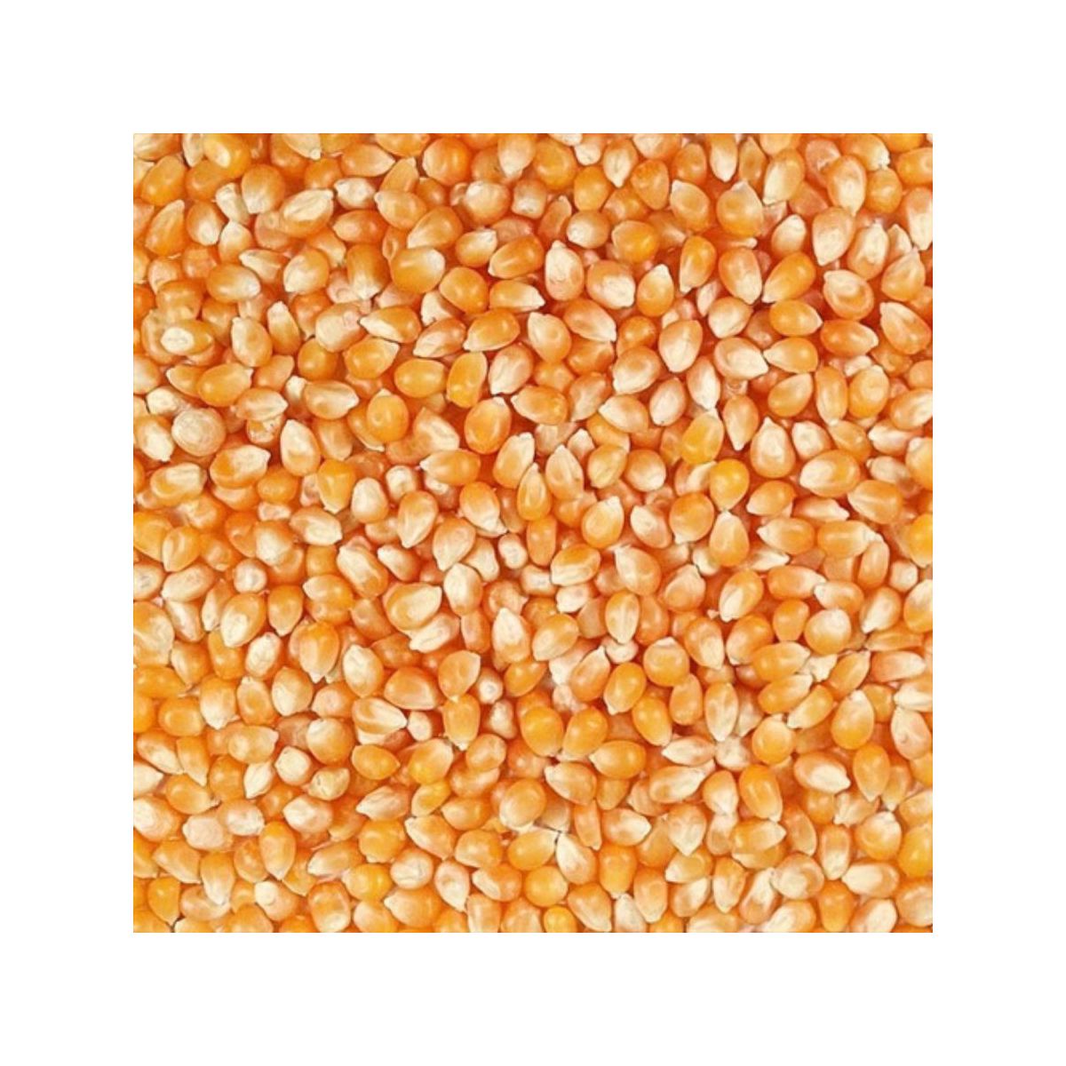 Grain Place Foods 25 lb Palomitas de Maíz Amarillo Orgánico Granos Sin OMG - Imagen 3