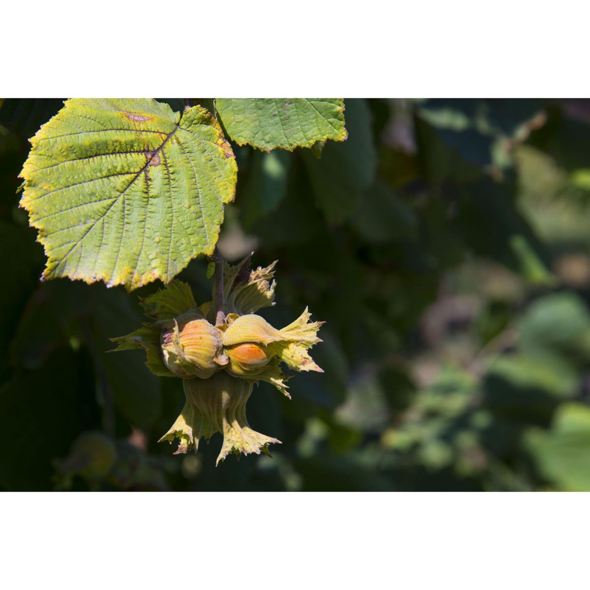 Avellanas Orgánicas Tostadas y Peladas - por Food To Live - Imagen 8