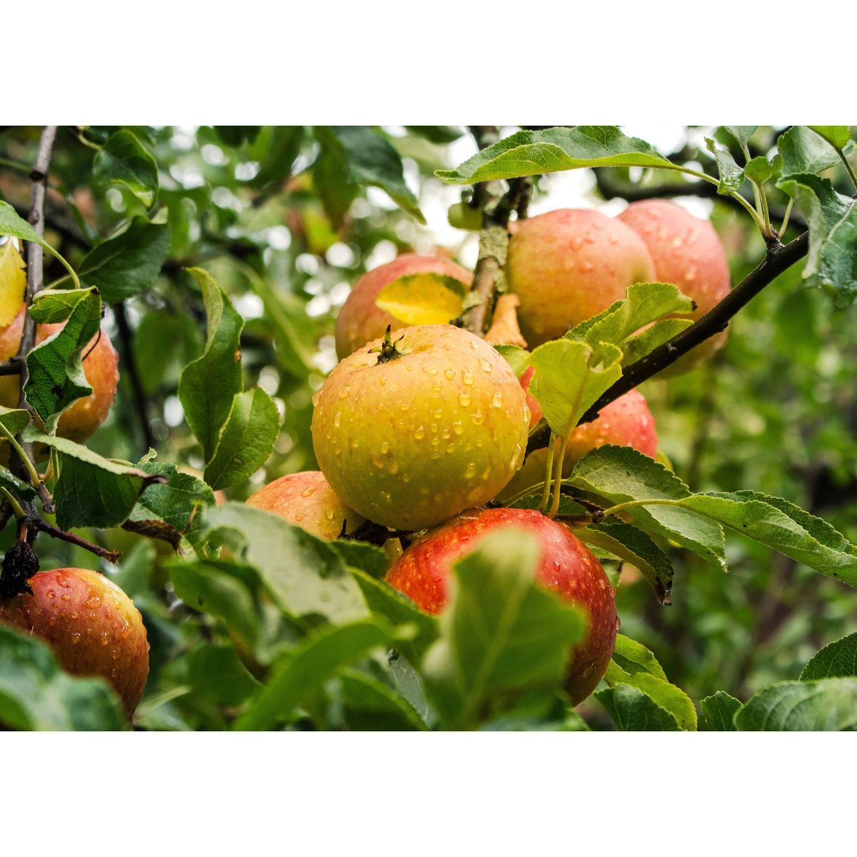 Polvo de Manzana Orgánica - por Food To Live - Imagen 9