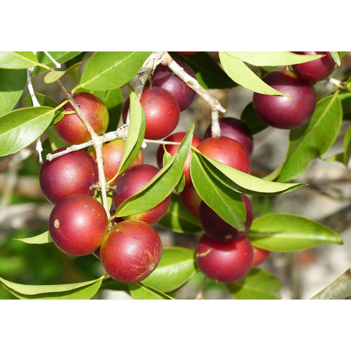 Polvo Orgánico de Camu Camu - por Food To Live - Imagen 8