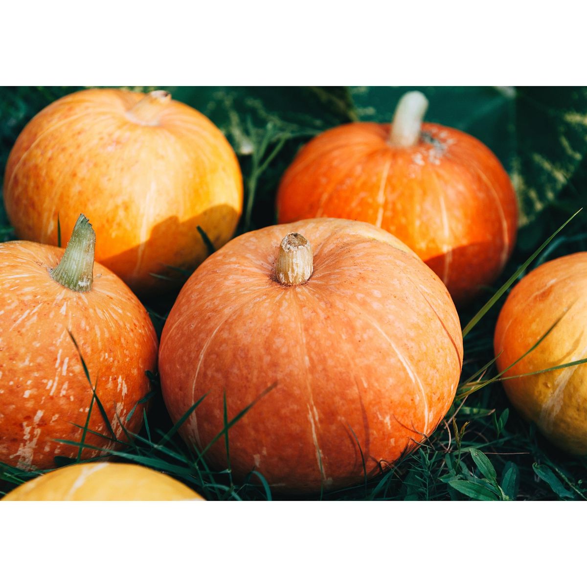 Pepitas de Calabaza Tostadas en Seco - Sin Sal, Enteras Tostadas al Horno, Sin Aceite Añadido, Sin Cáscara, Veganas, Kosher, Apto para Keto, Granel. Bajas en Carbohidratos. - Imagen 9