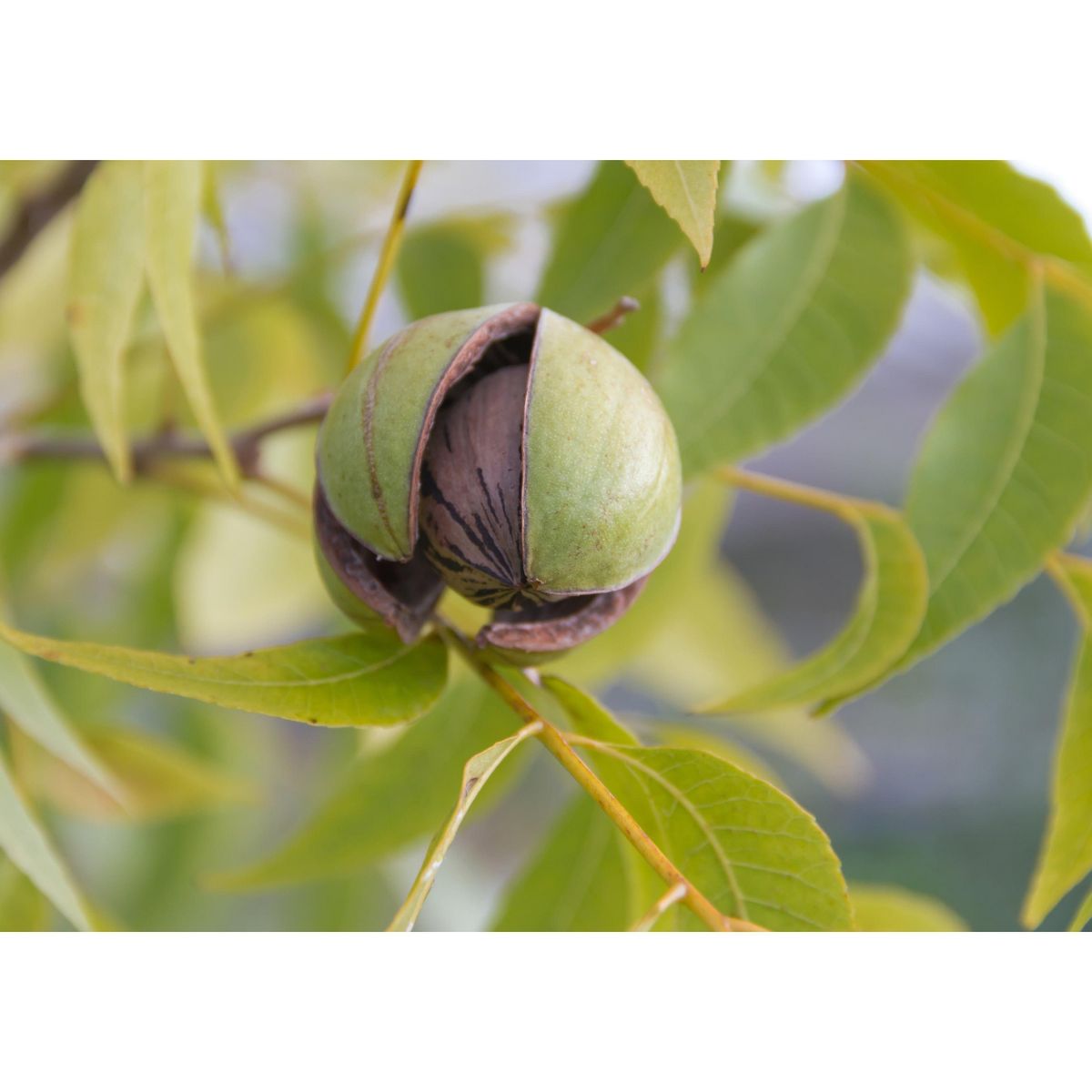 Mitades de Pecanas Orgánicas Tostadas en Seco con Sal del Himalaya - por Food To Live - Imagen 8