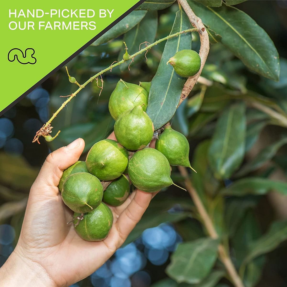 Nueces de Macadamia Recién Tostadas y Saladas, Enteras y en Trozos por Nut Cravings - Imagen 10