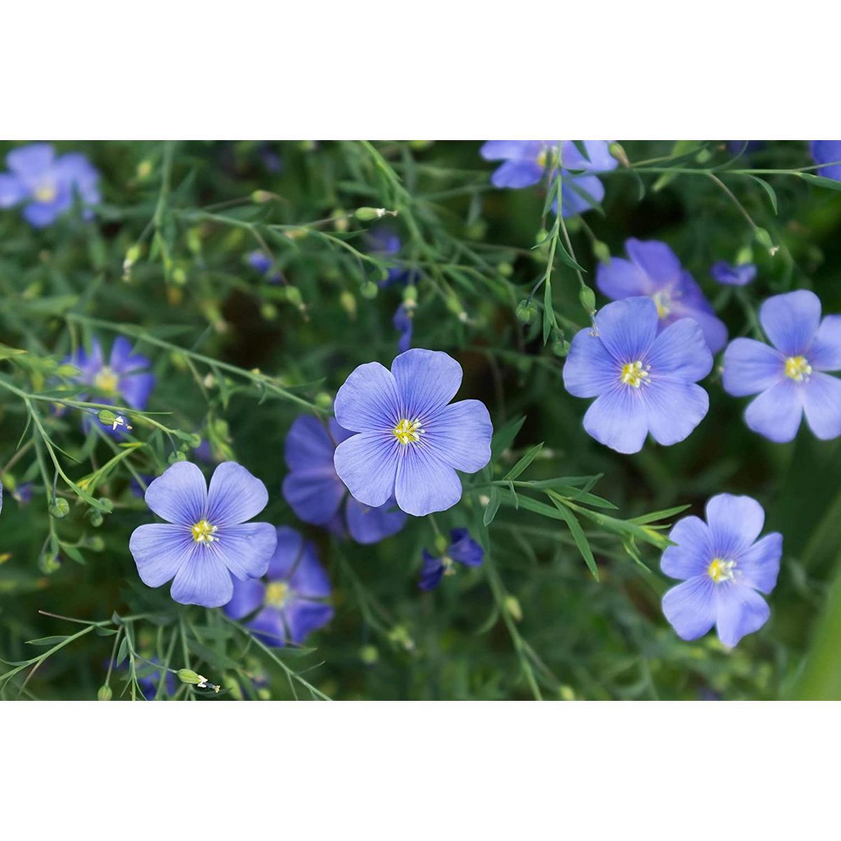 Semillas de Lino Dorado Orgánico - por Food To Live - Imagen 6