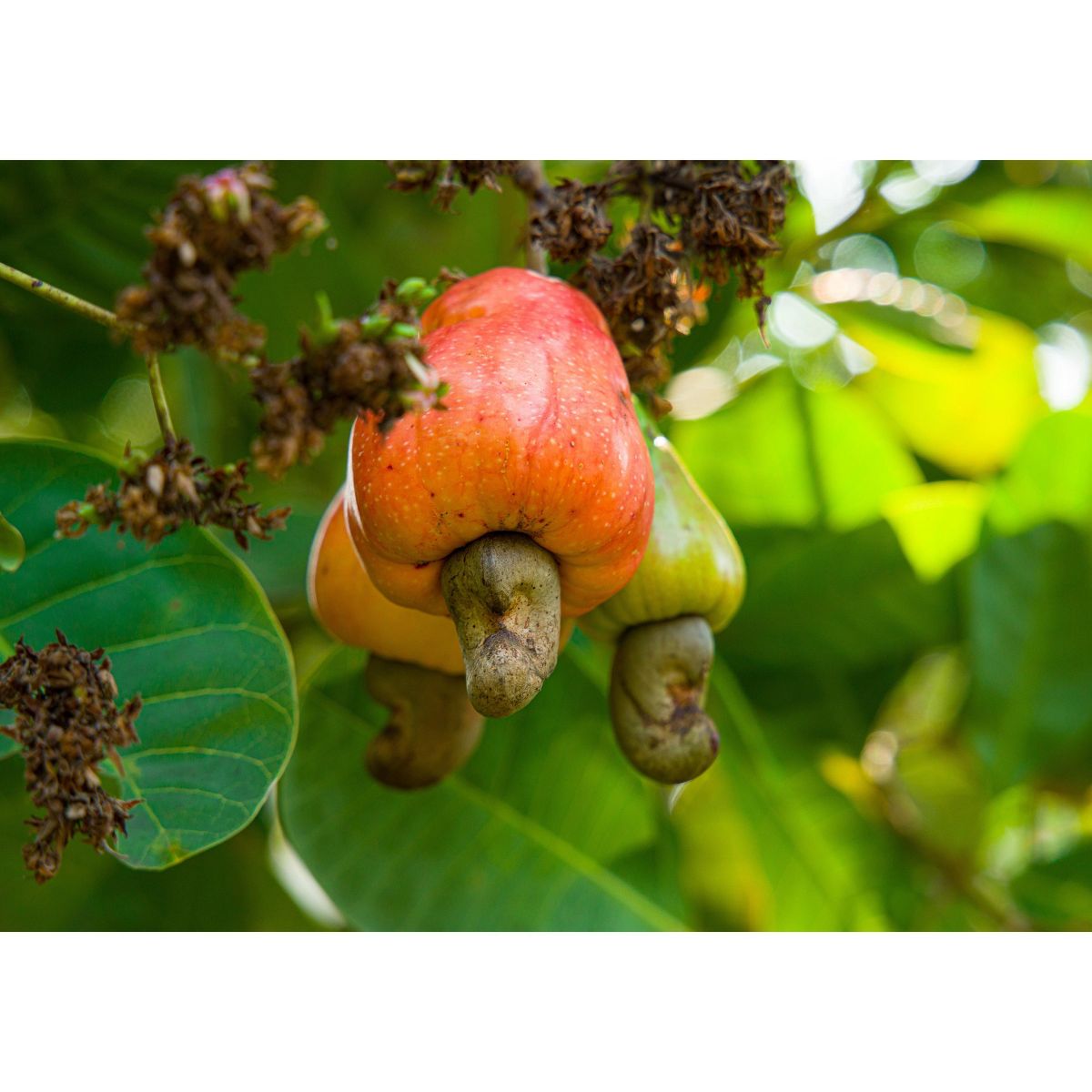 Anacardos Enteros Tostados al Horno Orgánicos - Sin OGM, Sin Sal, Anacardos Tostados al Horno, Sin Aceite Añadido, Kosher, Vegano - Imagen 9