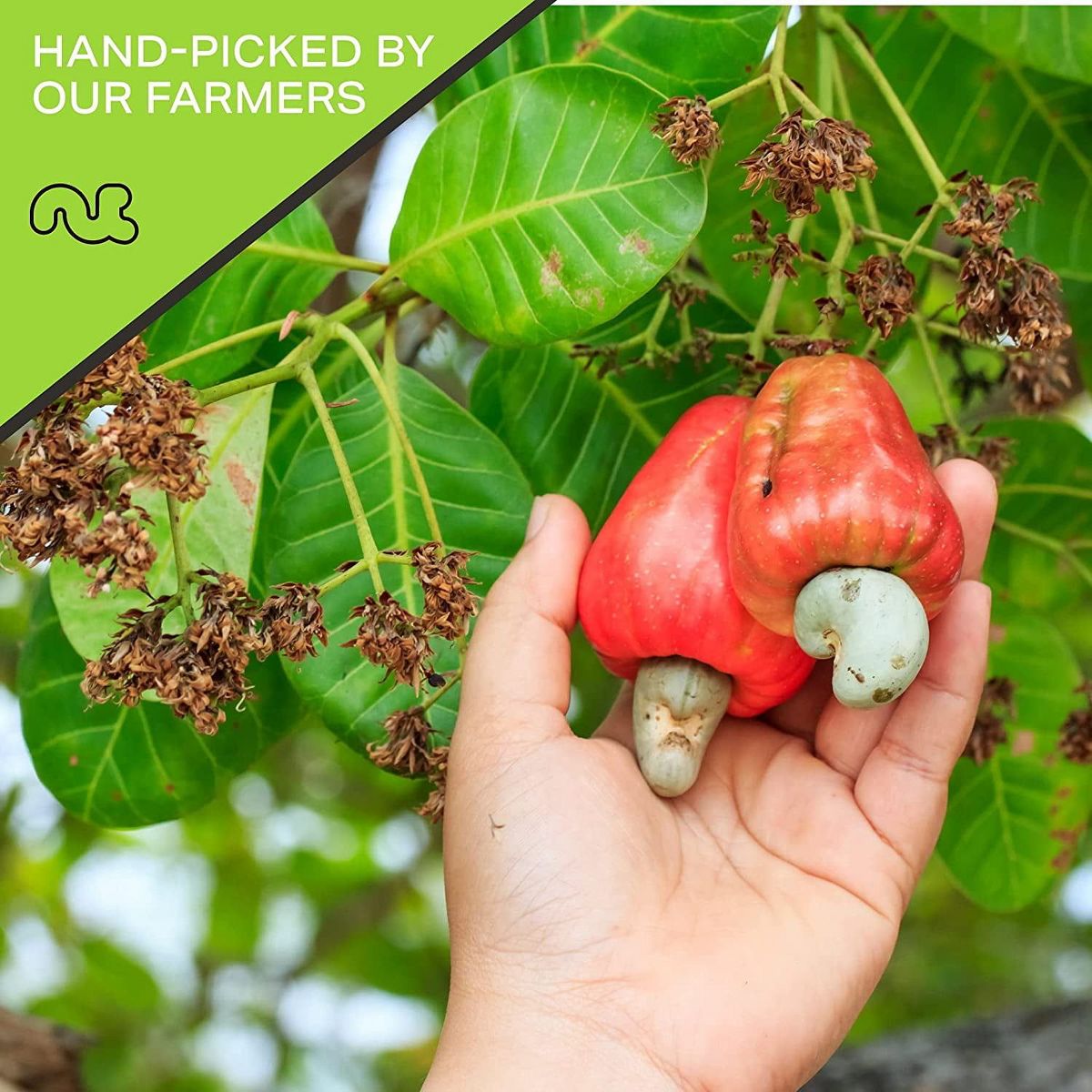 Nueces de la India sin sal, mitades y pedazos crudos, sin cáscara por Nut Cravings - Imagen 9