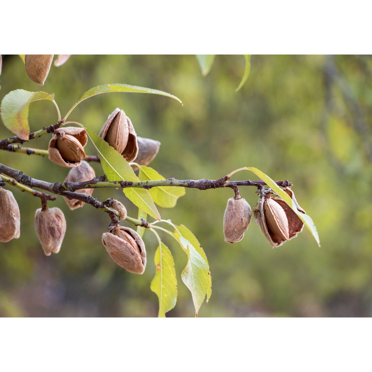 Almendras California Orgánicas Tostadas en Seco con Sal del Himalaya - Sin OGM, Tostadas al Horno, Ligeramente Saladas, Sin Aceite Agregado, Veganas, Kosher, a Granel - Imagen 10