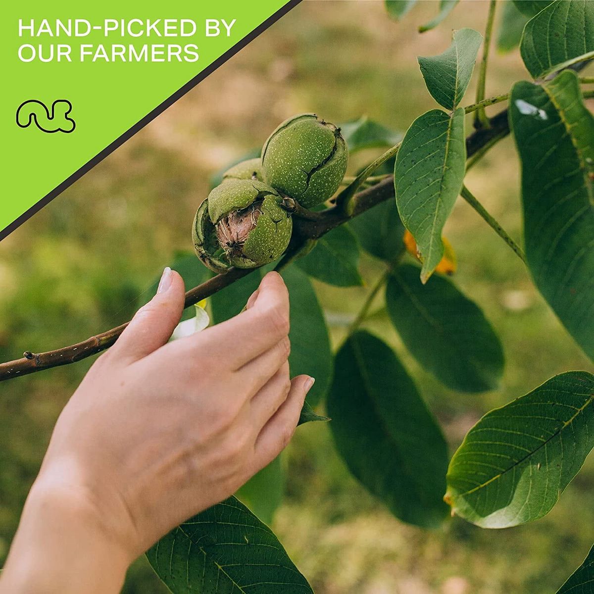 Nueces de Castilla Crudas con Cáscara, Enteras Premium por Nut Cravings - Imagen 10