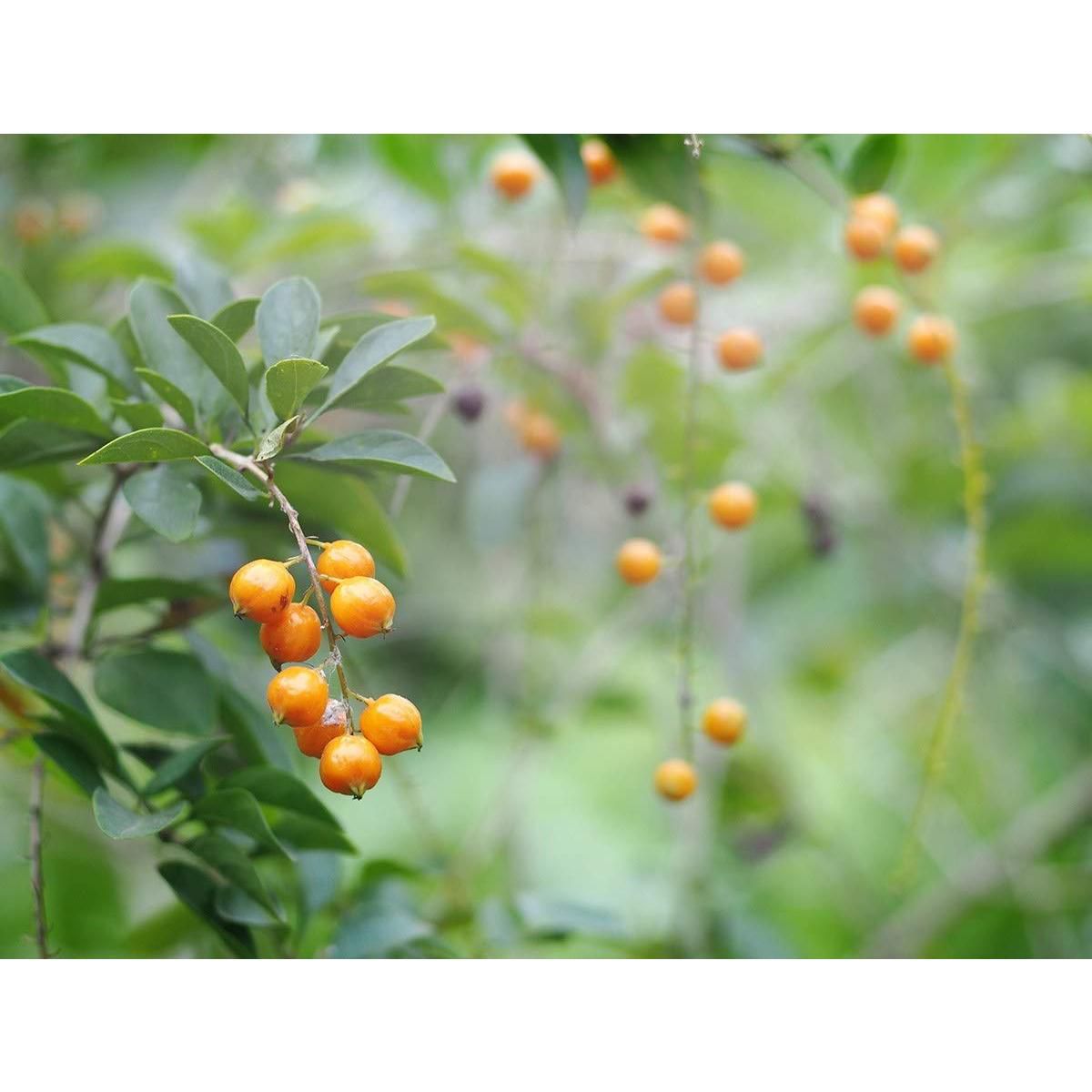 Bayas doradas deshidratadas orgánicas - por Food to Live - Imagen 7