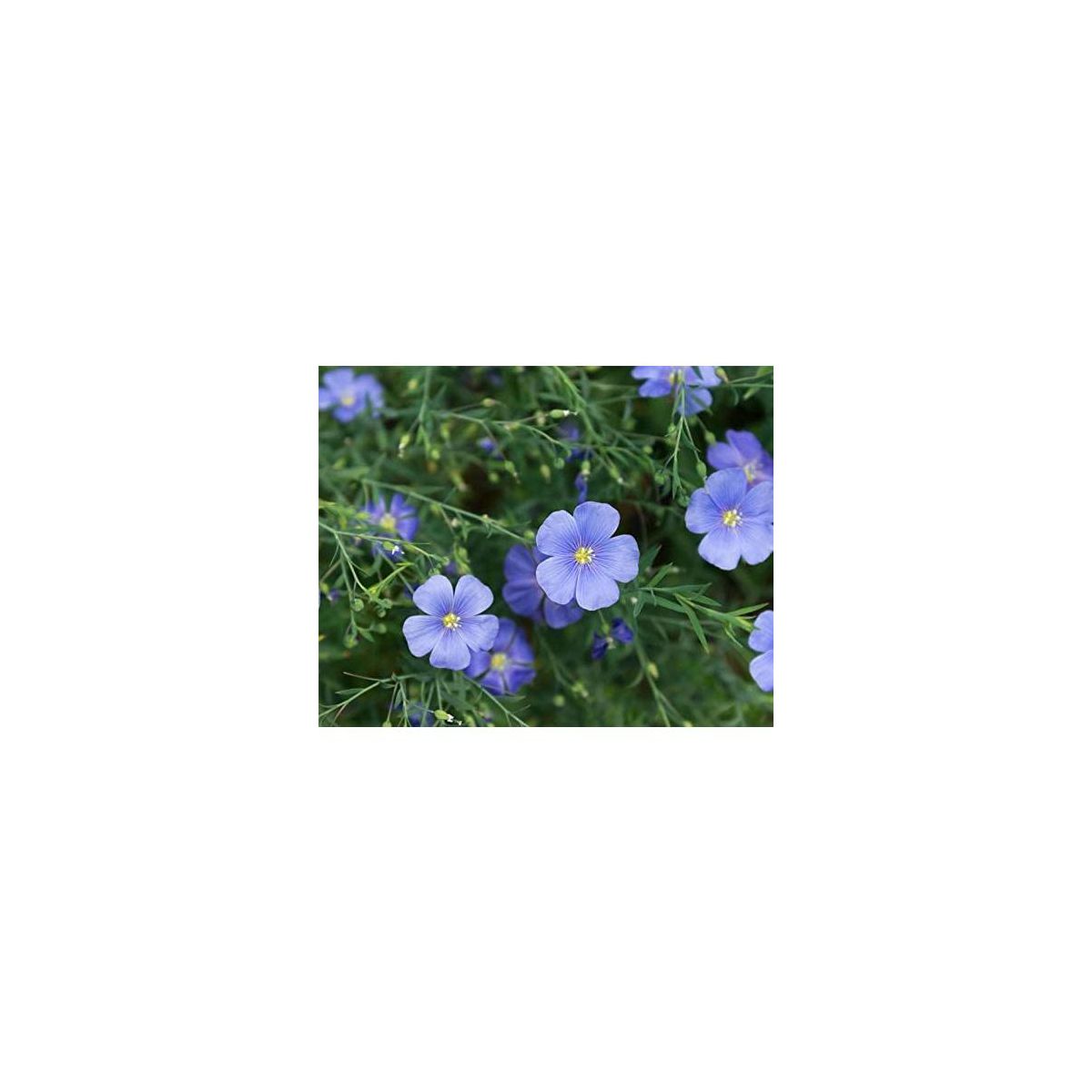 Semillas de Lino Marrón Orgánico - por Food To Live - Imagen 6