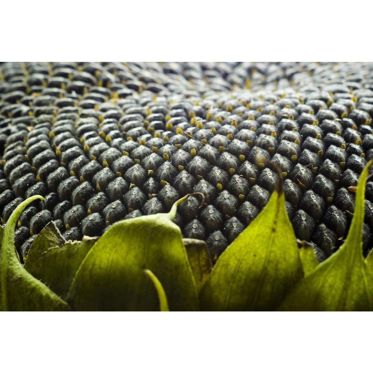 Semillas de Girasol Germinadas Orgánicas - por Food To Live - Imagen 10