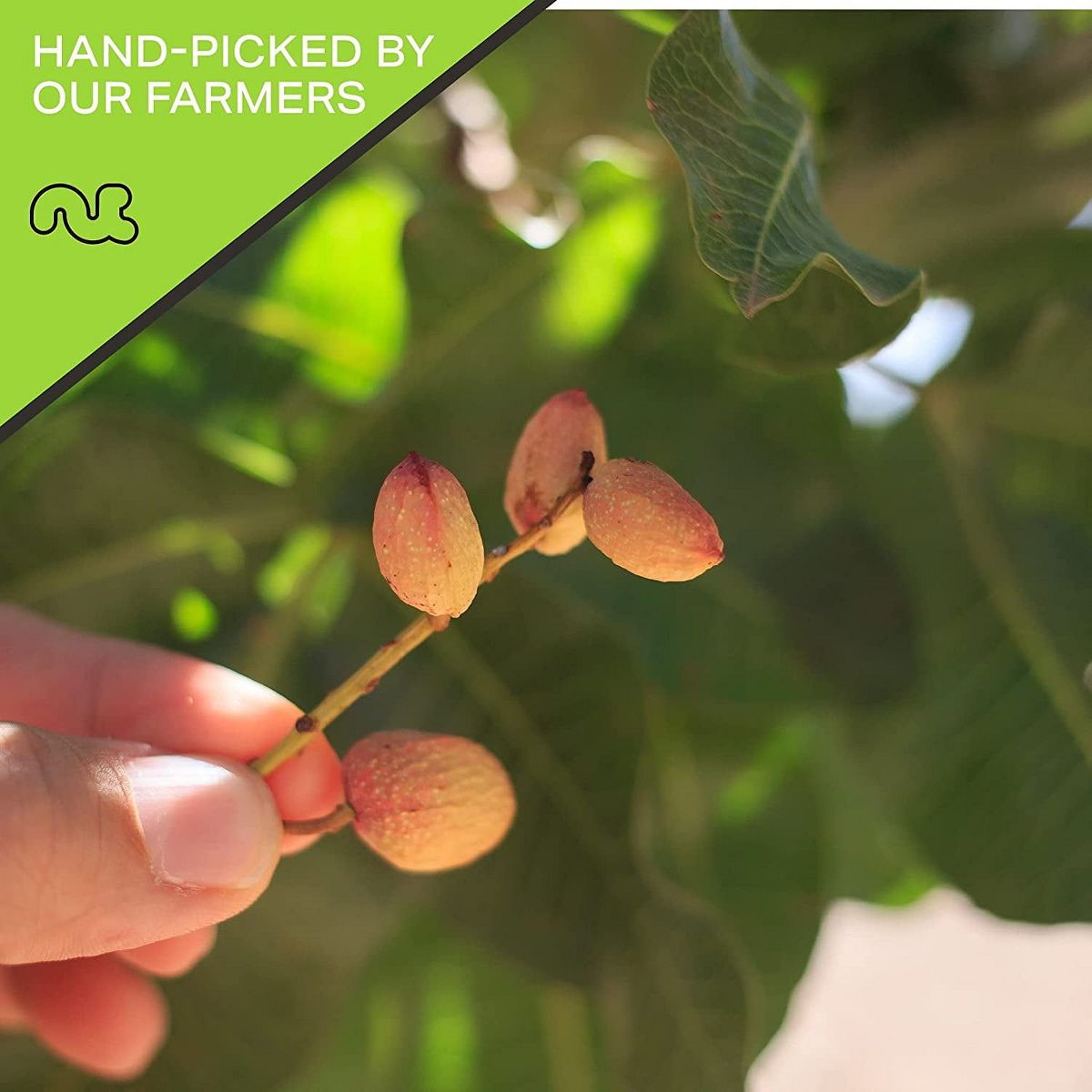 Pistachos Tostados y Ligeramente Salados Turkish Antep de Nut Cravings - Imagen 9