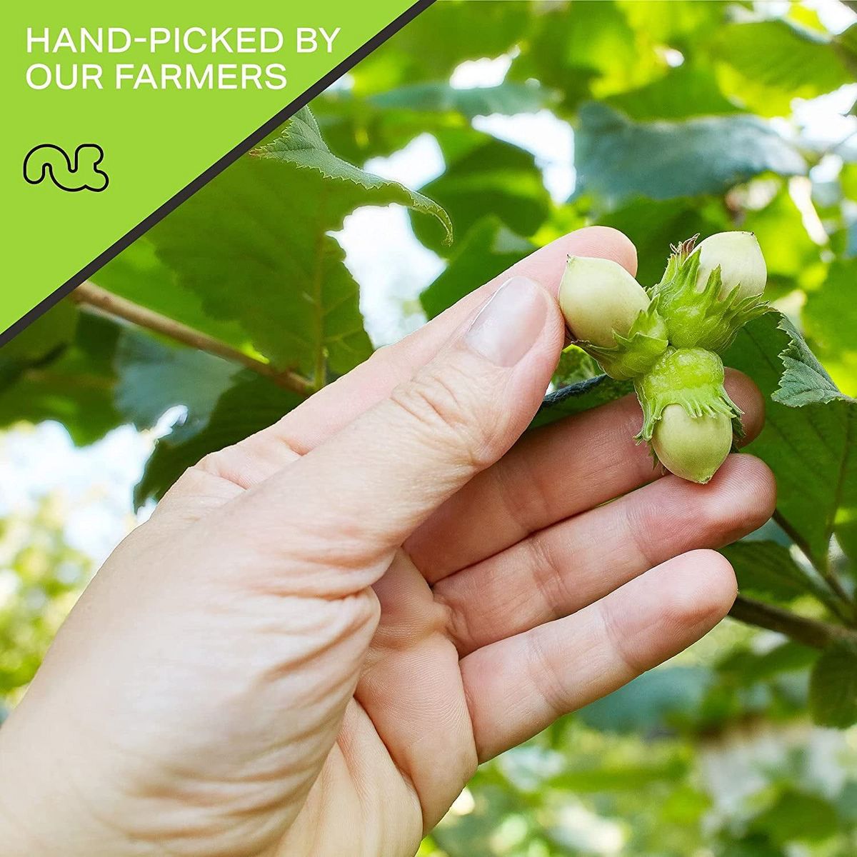 Nueces Crudas Avellanas Filberts con Cáscara, Sin Sal de Nut Cravings - Imagen 9