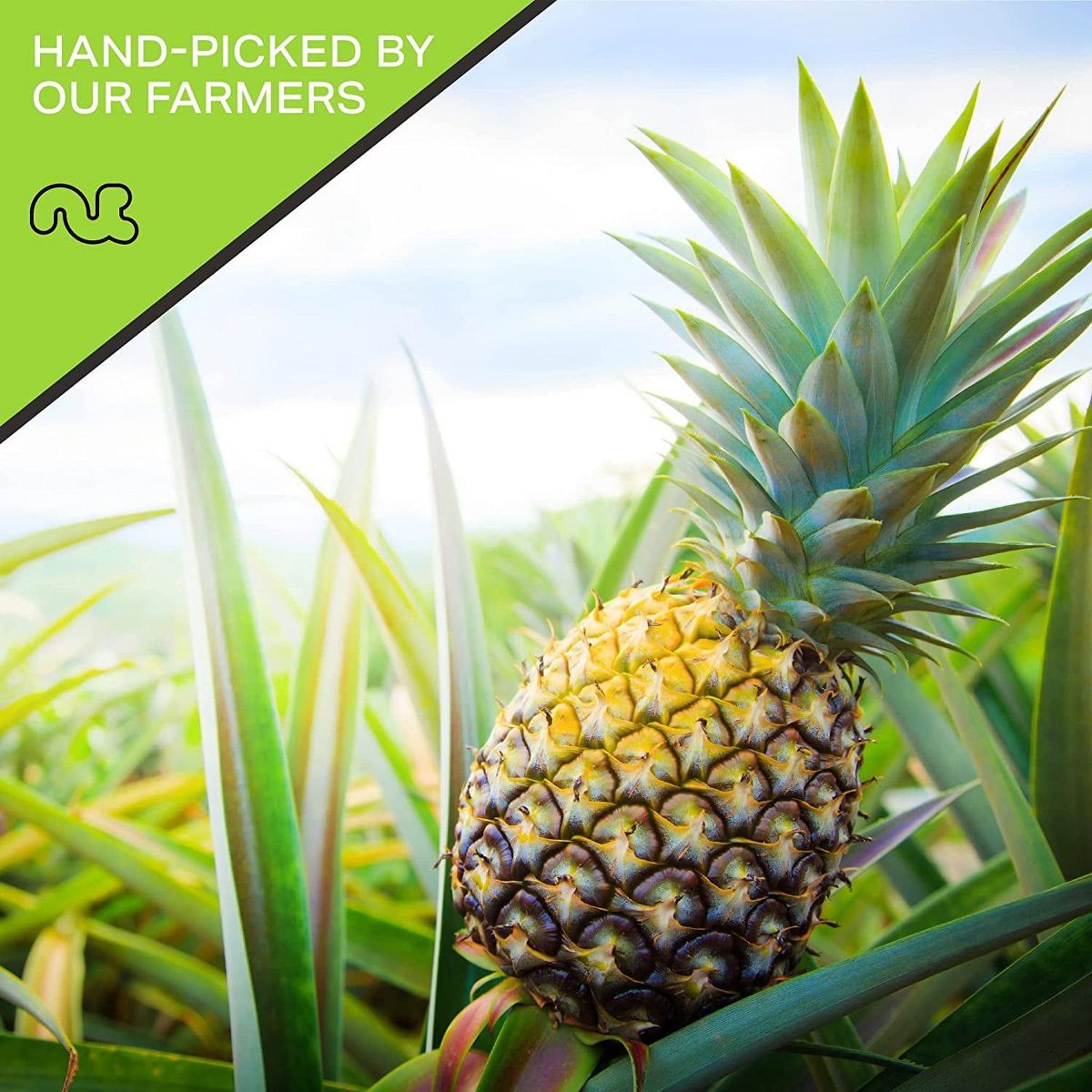 Trozos de Piña Seca al Sol, con Azúcar Añadida por Nut Cravings - Imagen 6